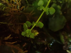 Callitriche muelleri