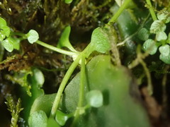 Callitriche muelleri