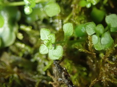 Callitriche muelleri