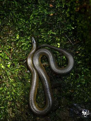 Maxwell's Mountain Keelback