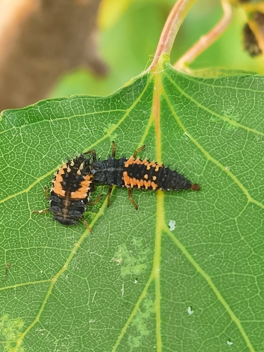 Asian Lady Beetle