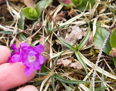 Primula clusiana