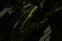 Anolis gemmosus