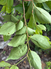 Celtis biondii