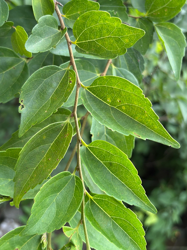 Celtis biondii, photograph 2
