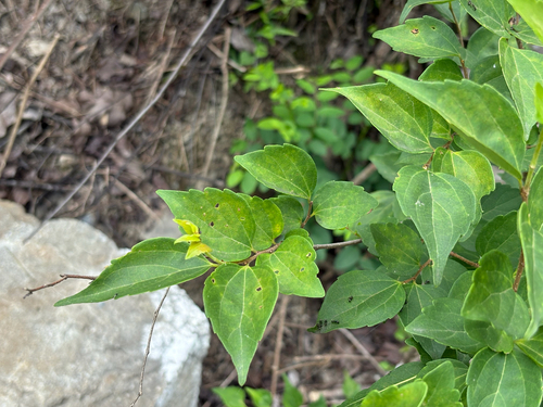 Celtis biondii, photograph 3