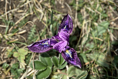 Iris kemaonensis