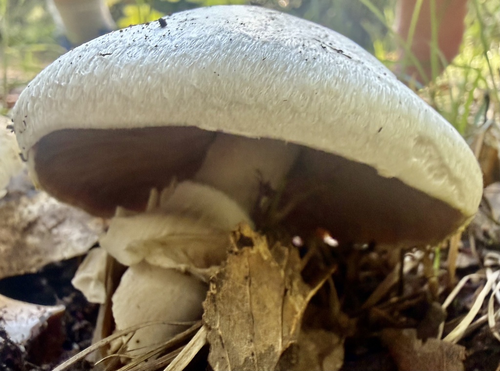 Yellow Stainer