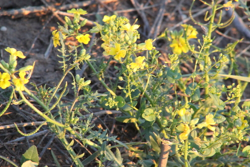 Chorispora sibirica, photograph 4