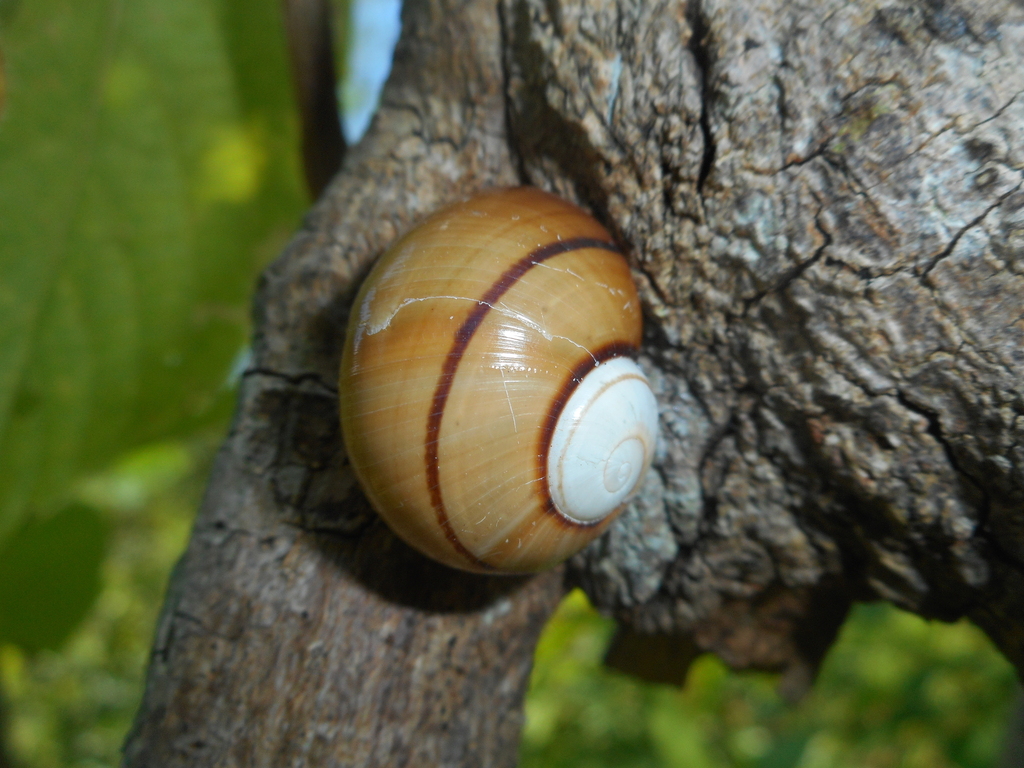 Polymita venusta