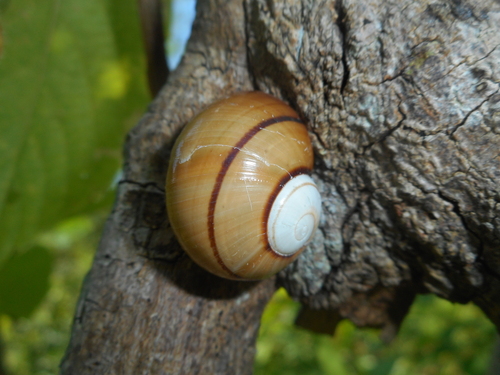 Polymita venusta