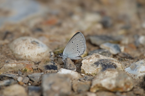 Small Blue