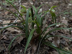 Cymbidium goeringii