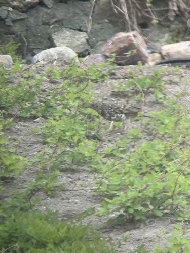 White's Thrush (Zoothera aurea), photo 7