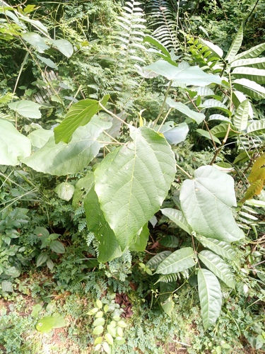 Alchornea cordifolia
