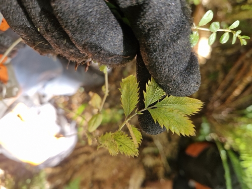 Argentina anserinoides, photograph 3