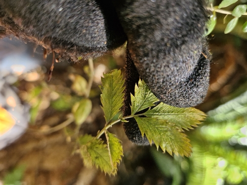 Argentina anserinoides, photograph 4
