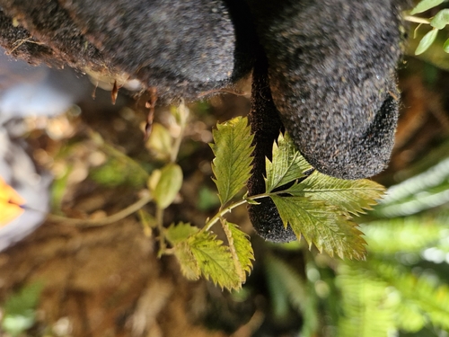 Argentina anserinoides, photograph 5