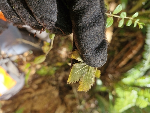 Argentina anserinoides, photograph 6