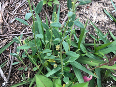 Chenopodium acuminatum virgatum
