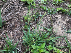 Chenopodium acuminatum virgatum