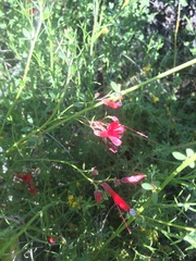 Ipomopsis tenuifolia