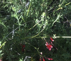 Ipomopsis tenuifolia