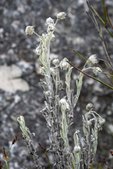 Syncarpha vestita, photograph (c) magriet b, some rights reserved (CC BY-SA)