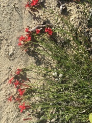 Ipomopsis tenuifolia