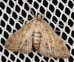 Parapoynx crisonalis