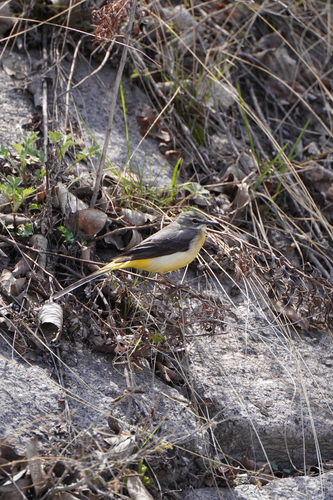 Grey Wagtail
