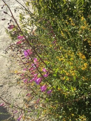 Penstemon spectabilis subinteger
