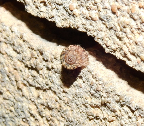 Xerotricha conspurcata