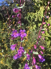 Penstemon spectabilis subinteger
