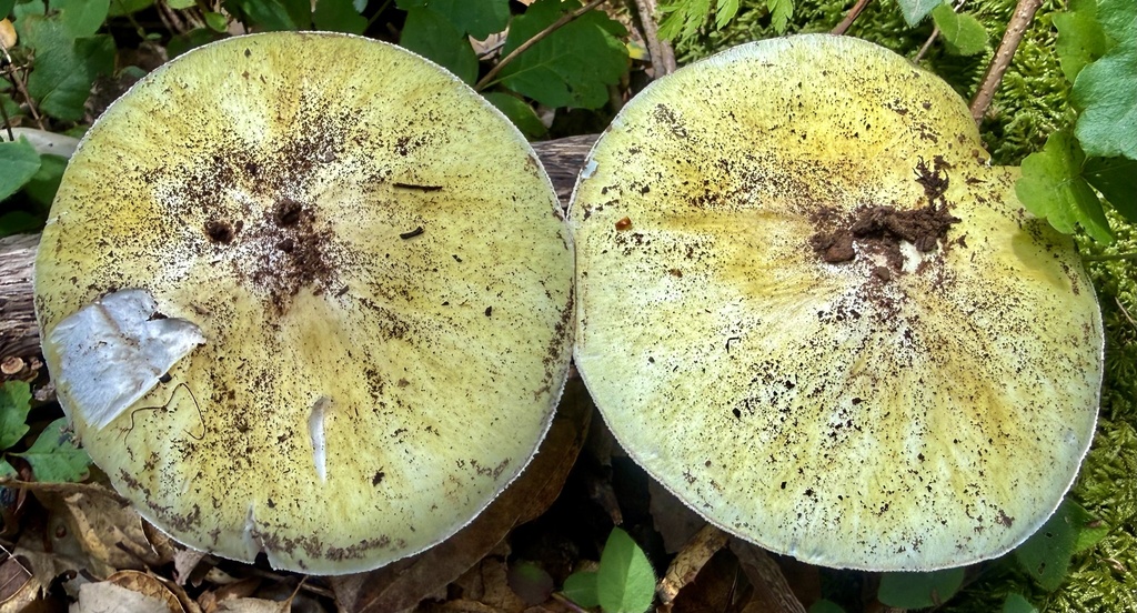 Deathcap · May 2026 · photo: Photo: no rights reserved · iNaturalist