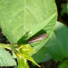 Homalodisca insolita