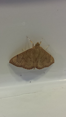 Hyalobathra crenulata