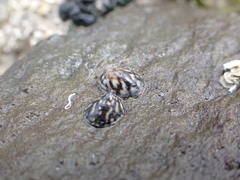 Flamed Limpet