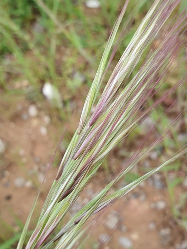 Bromus rigidus observed 2026-05-03