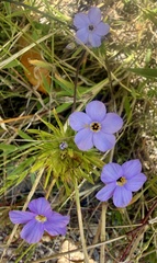Leptosiphon androsaceus, photograph author not stated, no rights reserved