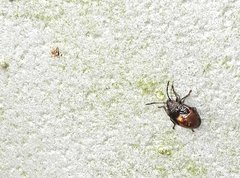 Elasmostethus nubilus