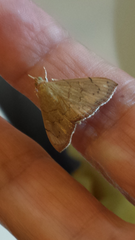 Hyalobathra crenulata