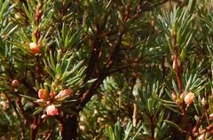 Brachyloma ericoides