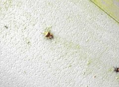 Elasmostethus nubilus