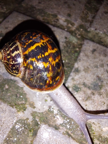 Cornu aspersum