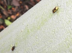 Elasmostethus nubilus