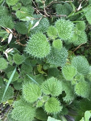 Urtica taiwaniana