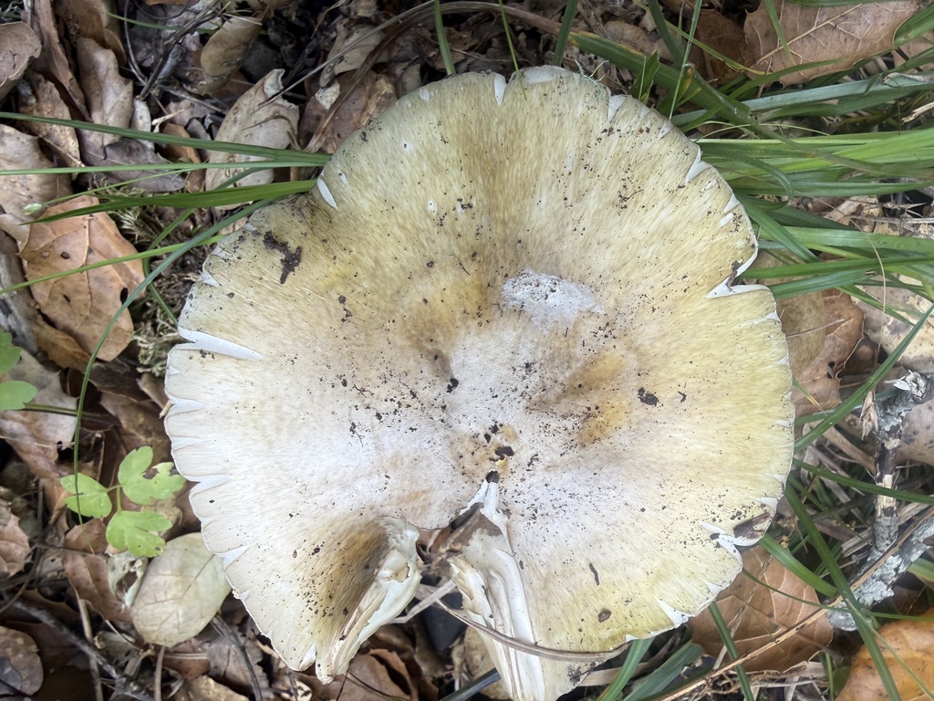 Deathcap · May 2026 · photo: Photo: no rights reserved · iNaturalist