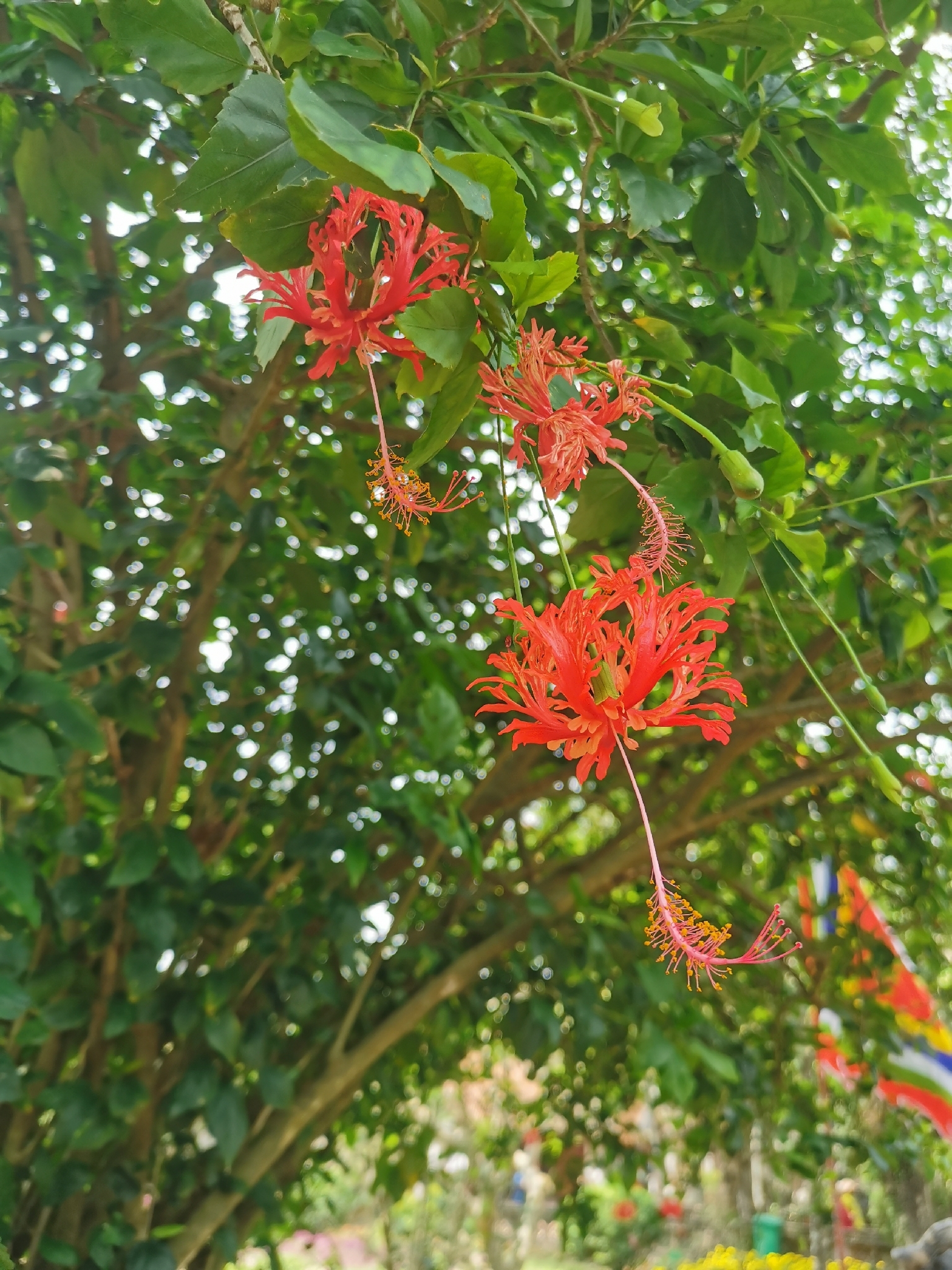 Hibiscus schizopetalus — ảnh 3