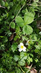 Fragaria virginiana platypetala